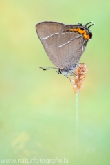 234 Ulmen-Zipfelfalter - Satyrium w-album