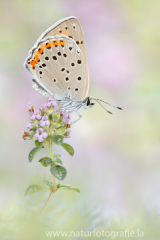 629 Violetter Feuerfalter - Lycaena alciphron