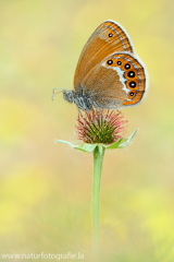 619 Wald-Wiesenvögelchen - Coenonympha hero