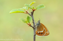 618 Wald-Wiesenvögelchen - Coenonympha hero