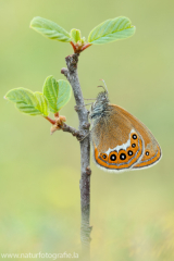 617 Wald-Wiesenvögelchen - Coenonympha hero