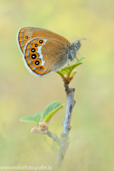 616 Wald-Wiesenvögelchen - Coenonympha hero