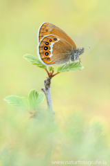 615 Wald-Wiesenvögelchen - Coenonympha hero