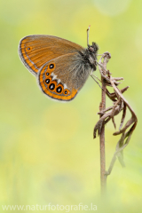 718 Wald-Wiesenvögelchen - Coenonympha hero