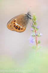 349 Wald-Wiesenvögelchen - Coenonympha hero