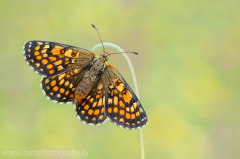 604 Westlicher Scheckenfalter - Melitaea parthenoides