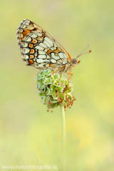 605 Westlicher Scheckenfalter - Melitaea parthenoides