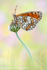 607 Westlicher Scheckenfalter - Melitaea parthenoides