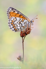 606 Westlicher Scheckenfalter - Melitaea parthenoides