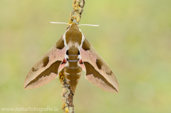 558 Wolfsmilchschwärmer - Hyles euphorbiae