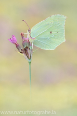 473 Zitronenfalter - Gonepteryx rhamni