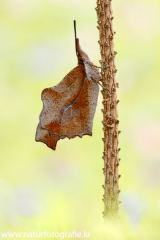 797 Zürgelbaumfalter - Libythea celtis