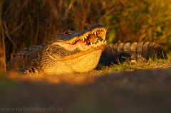 1 Alligator - Alligatoridae