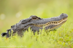 3 Alligator - Alligatoridae