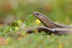 46 Blindschleiche - Anguis fragilis