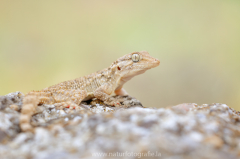 124 Mauergecko - Tarentola mauritanica