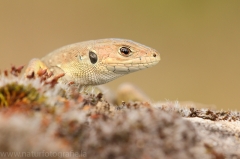 8 Smaragdeidechse - Lacerta viridis