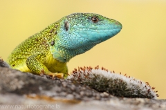 9 Smaragdeidechse - Lacerta viridis