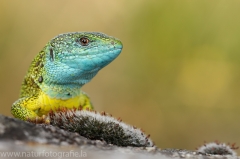 10 Smaragdeidechse - Lacerta viridis