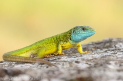 16 Smaragdeidechse - Lacerta viridis