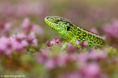 70 Zauneidechse - Lacerta agilis