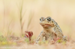 87 Kreuzkröte - Bufo calamita