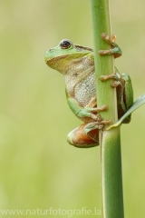 72 Laubfrosch europäisch