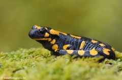 Salamander, Molche
