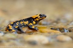 5 Feuersalamander - Salamandra salamandra