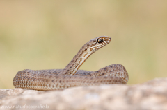 195 Eidechsennatter - Malpolon monspessulanus