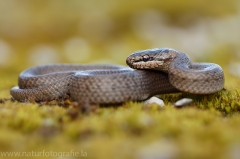 17 Schlingnatter - Coronella austriaca