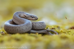 20 Schlingnatter - Coronella austriaca