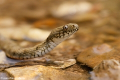 59 Würfelnatter - Natrix tessellata