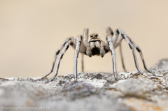 157 Apulische Tarantel - Lycosa tarantula