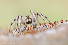 158 Apulische Tarantel - Lycosa tarantula